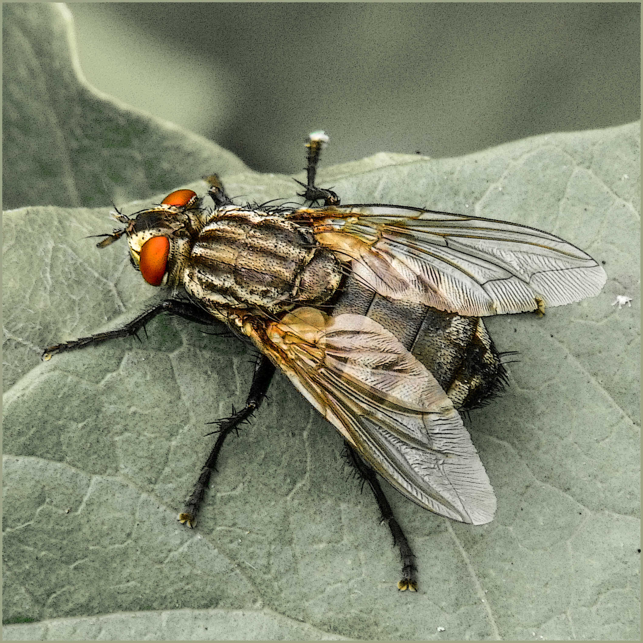 Flies are actually fab critters when you look at the detail.