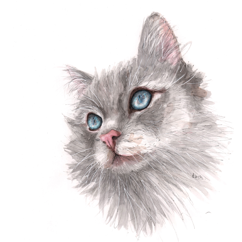 A3 Cat Watercolour Pencil & Ink Illustration