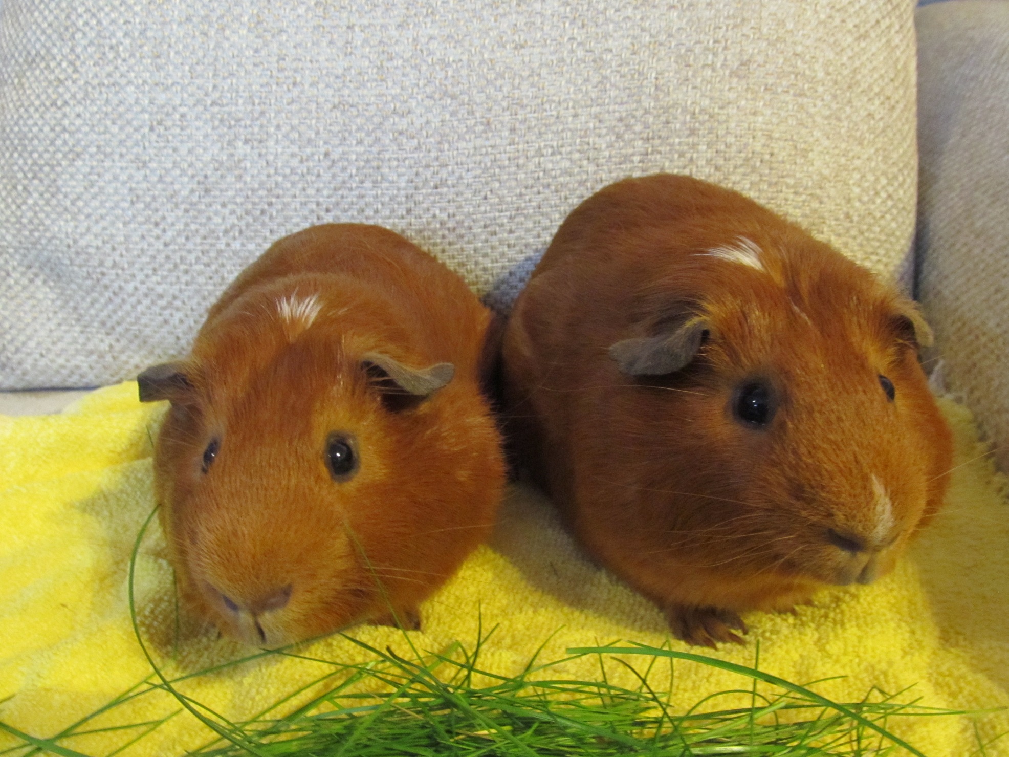 TREACLE (was TOFFEE) & PEANUT April 19th 2015