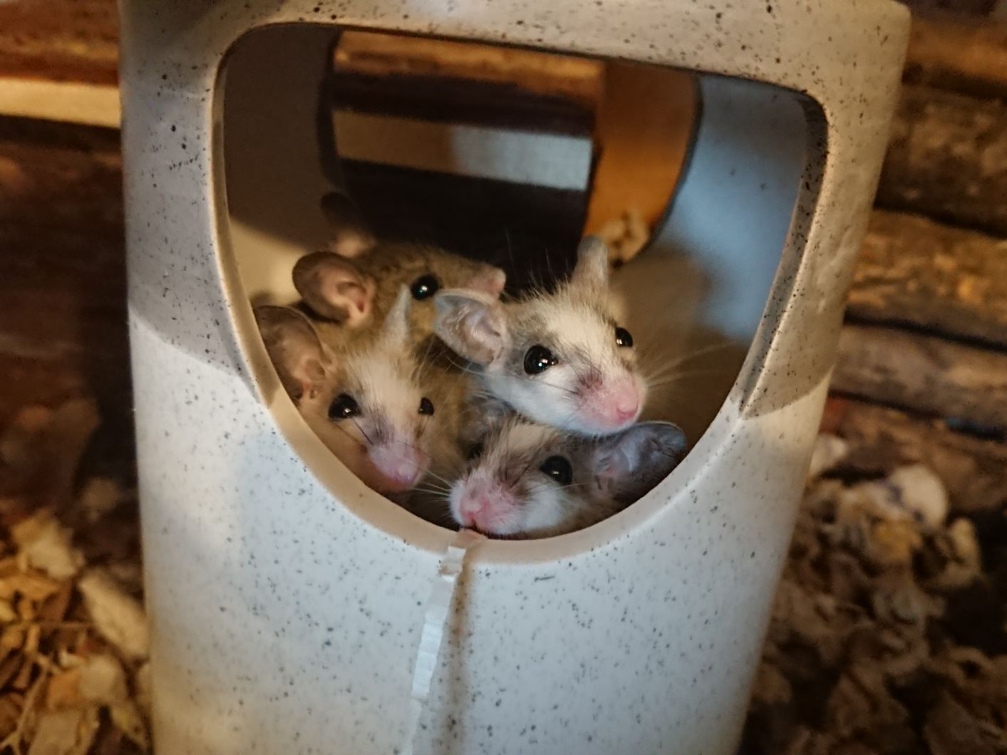 Multimammate Mice - Female