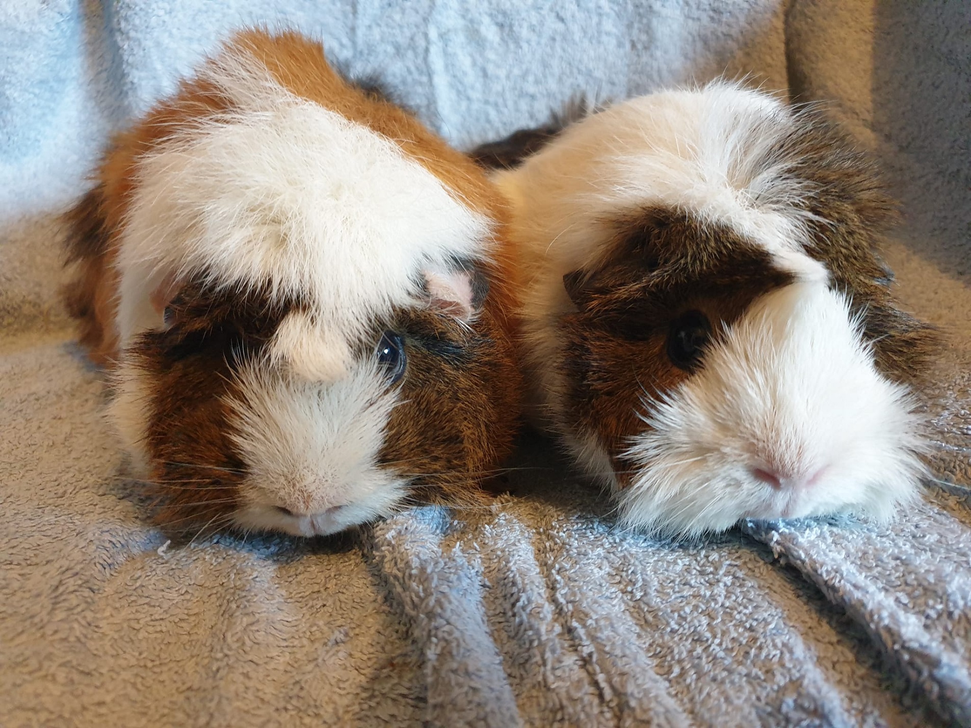 Tees valley guinea cheap pig rescue