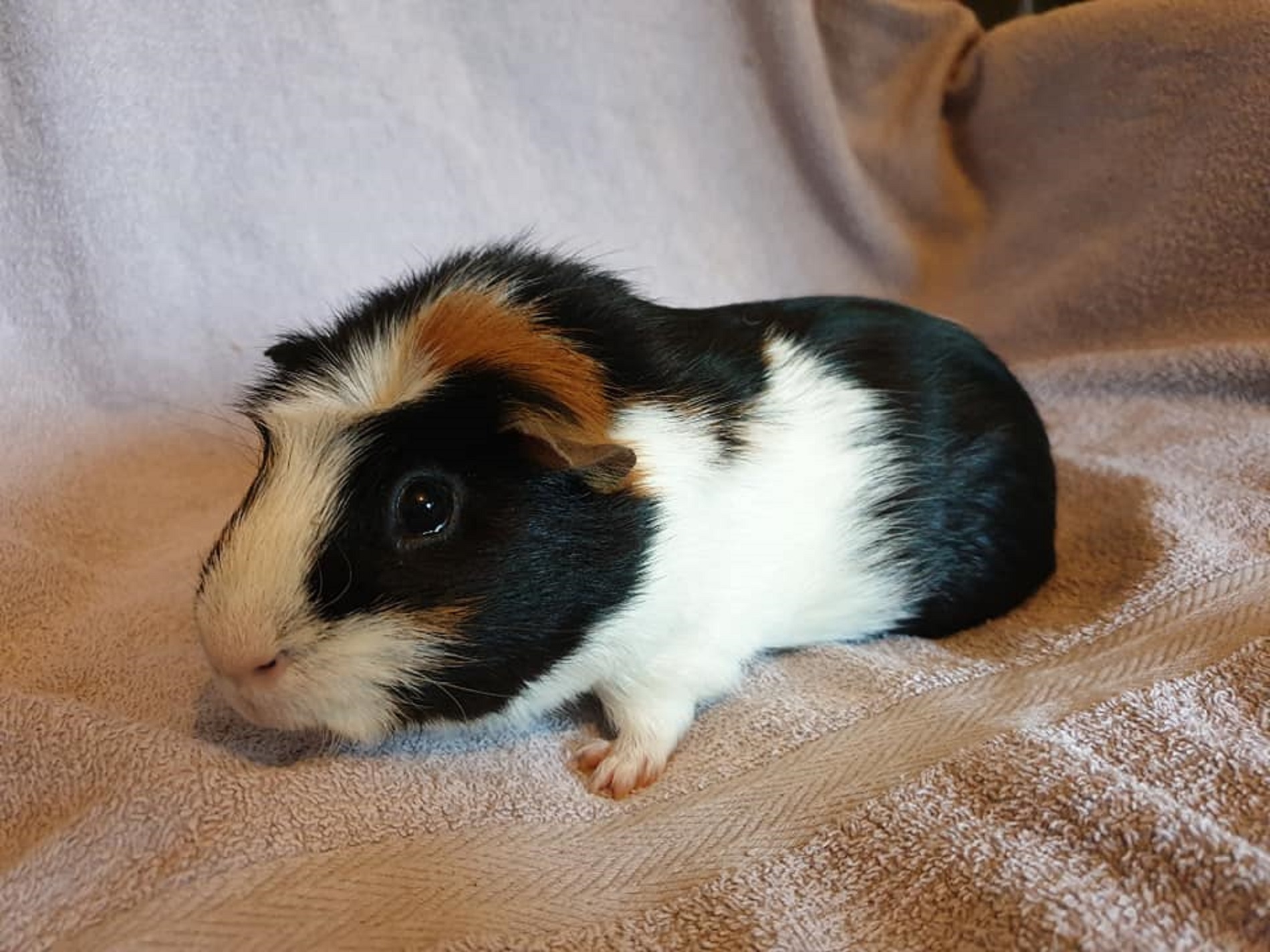 TWINKLE (was TINKY) Sept 2017 to March 14th 2021