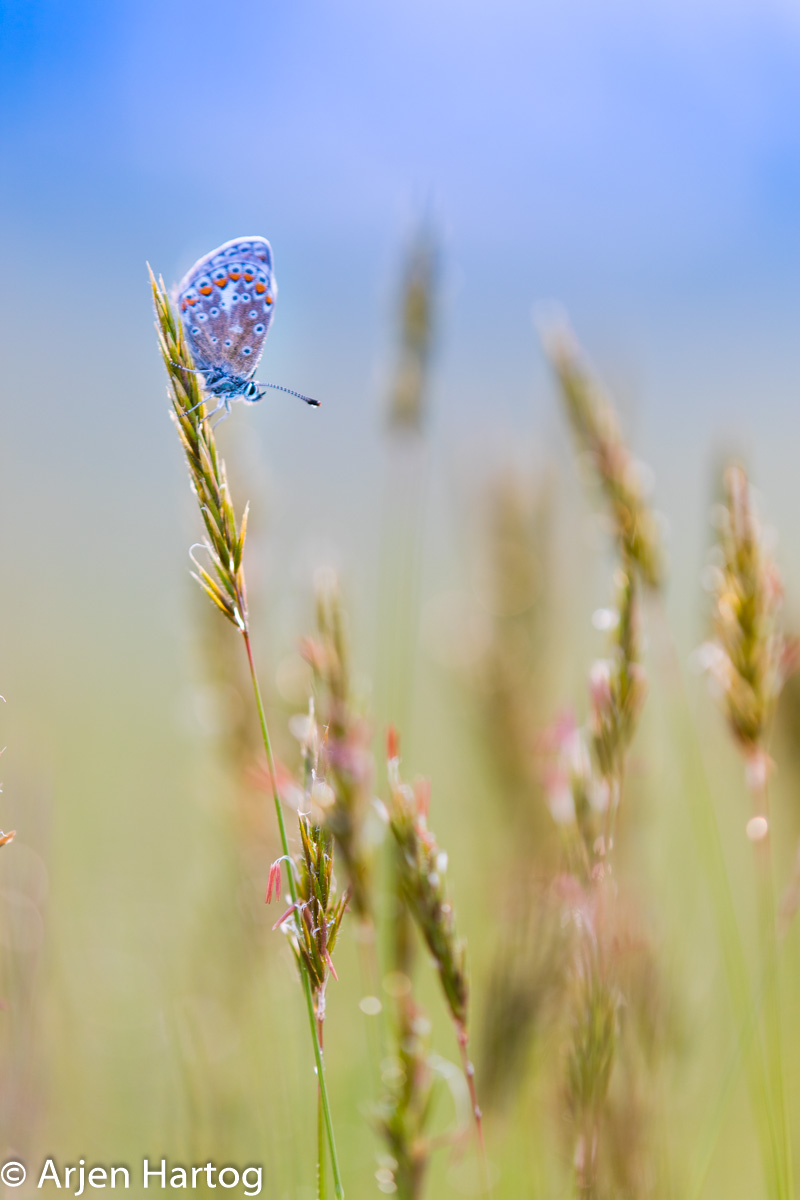 20180526-Fauna1658jpg