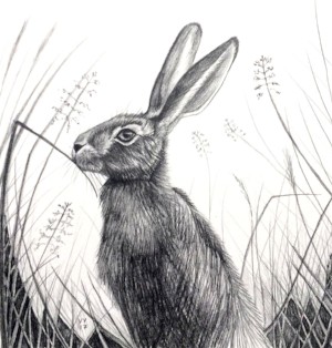 Pencil Hare