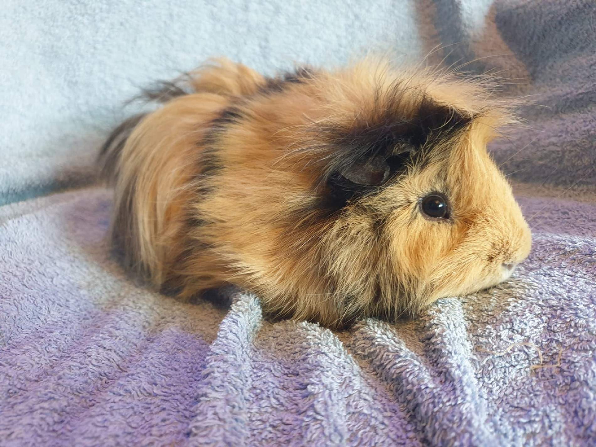 GINGEE (was GINGER) July 2019 to November 8th 2022