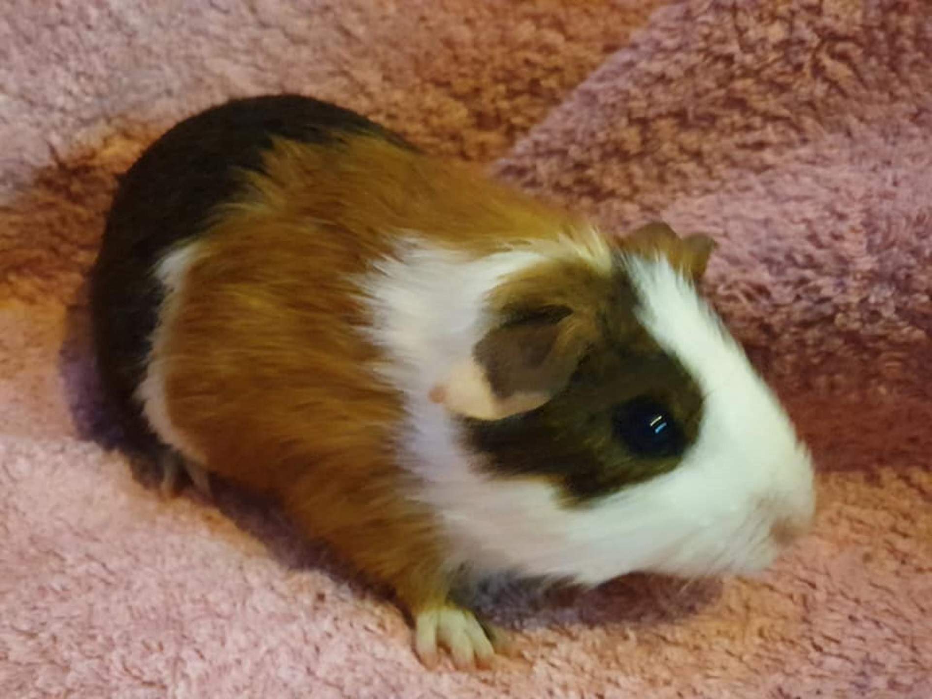 ALMOND (was ROSMUND) June 2019 to April 26th 2023