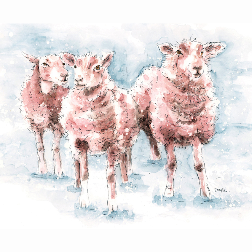 A3 Sheep Watercolour Pencil & Ink Illustration