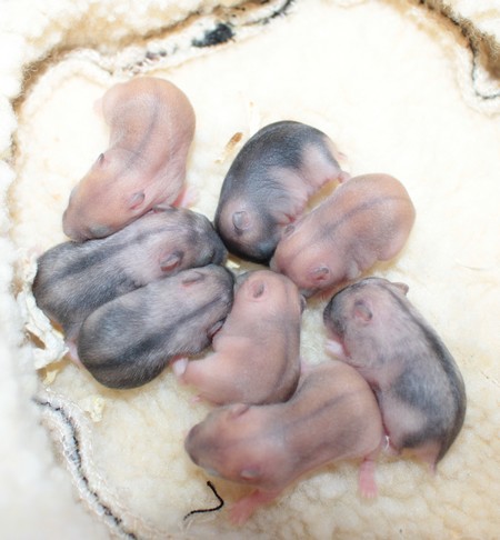 14-08-17 1 Cheche nest 1 dag 6jpg