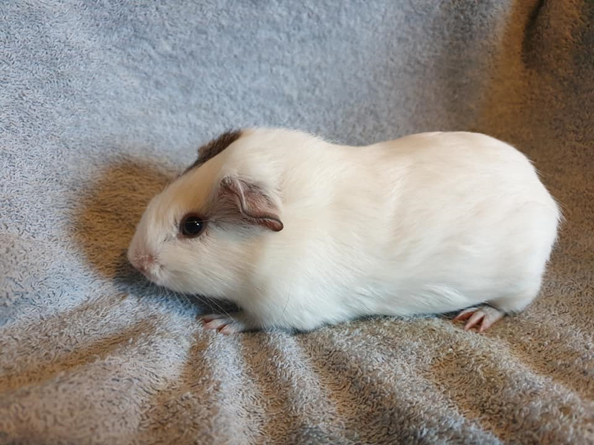 HERBY (was SNOWY) Nov 11th 2019 to June 8th 2021