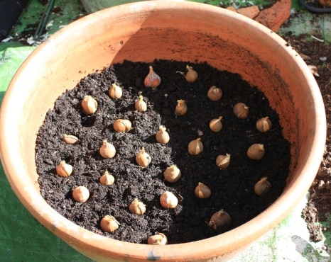 Planting-Tulip-Bulbs-in-Pot.jpg