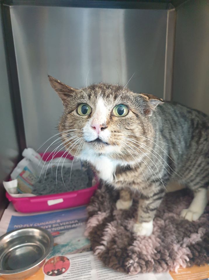 RSPCA Worcester Cats Animal Welfare Animal Cruelty Animal Charity