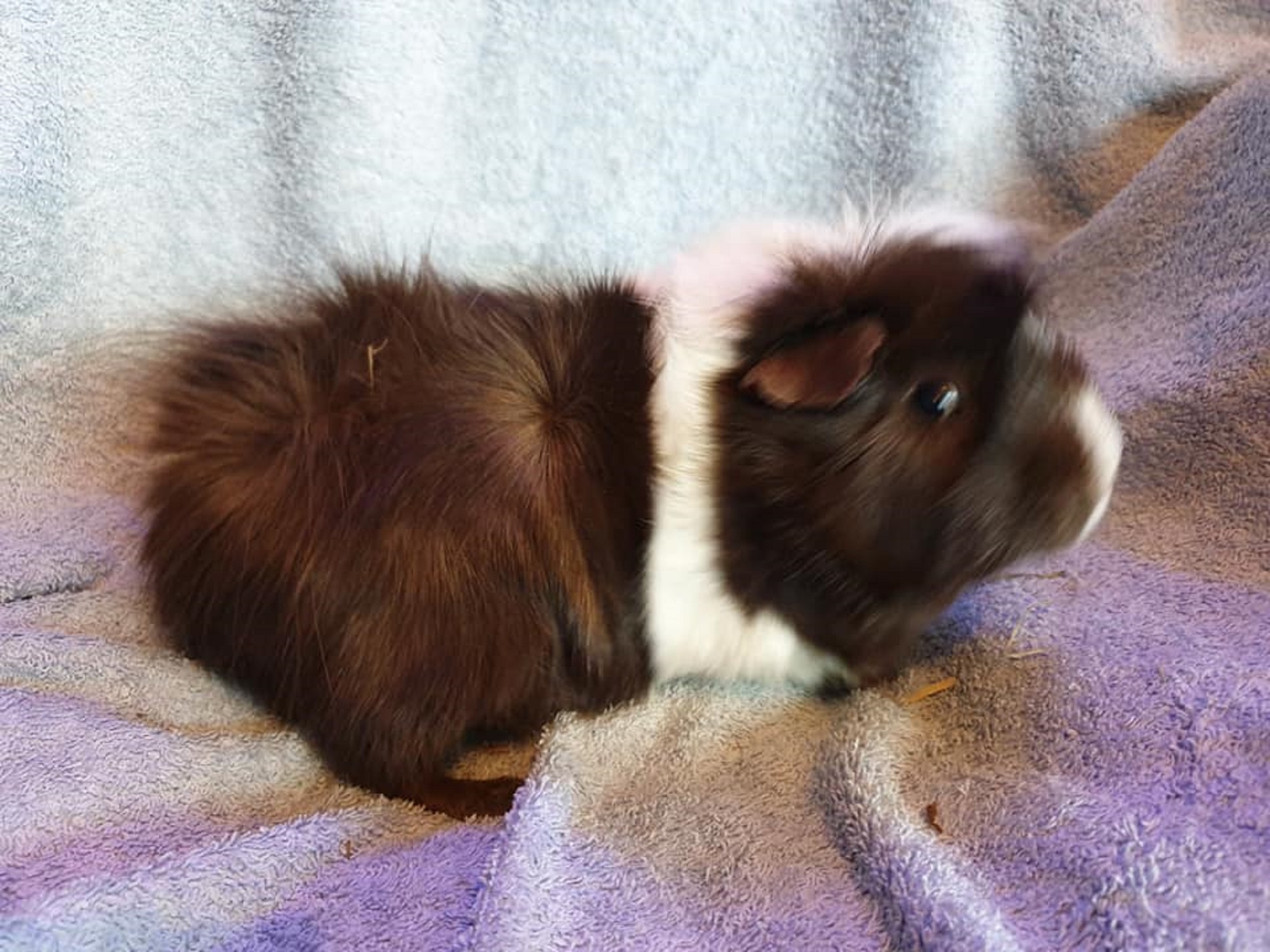 WOODY (was SQUEAK) Sept 2014 to January 28th 2020