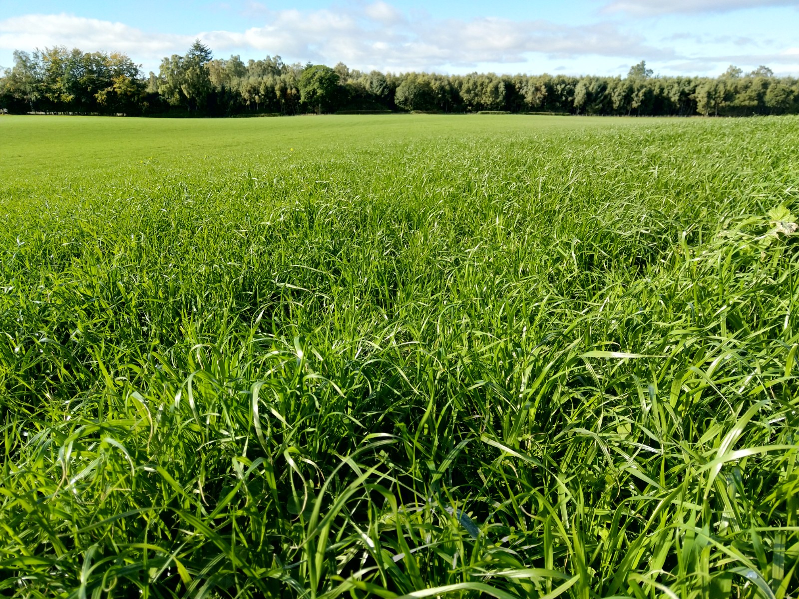 6 weeks after application -  sward, height & density shows consistency in biofertiliser quality