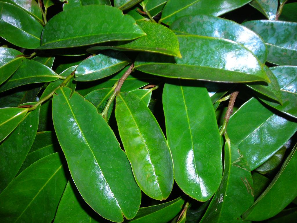 Manfaat dan Khasiat Daun Sirsak manfaat-khasiat-daun-sirsak-Artiku-jpg