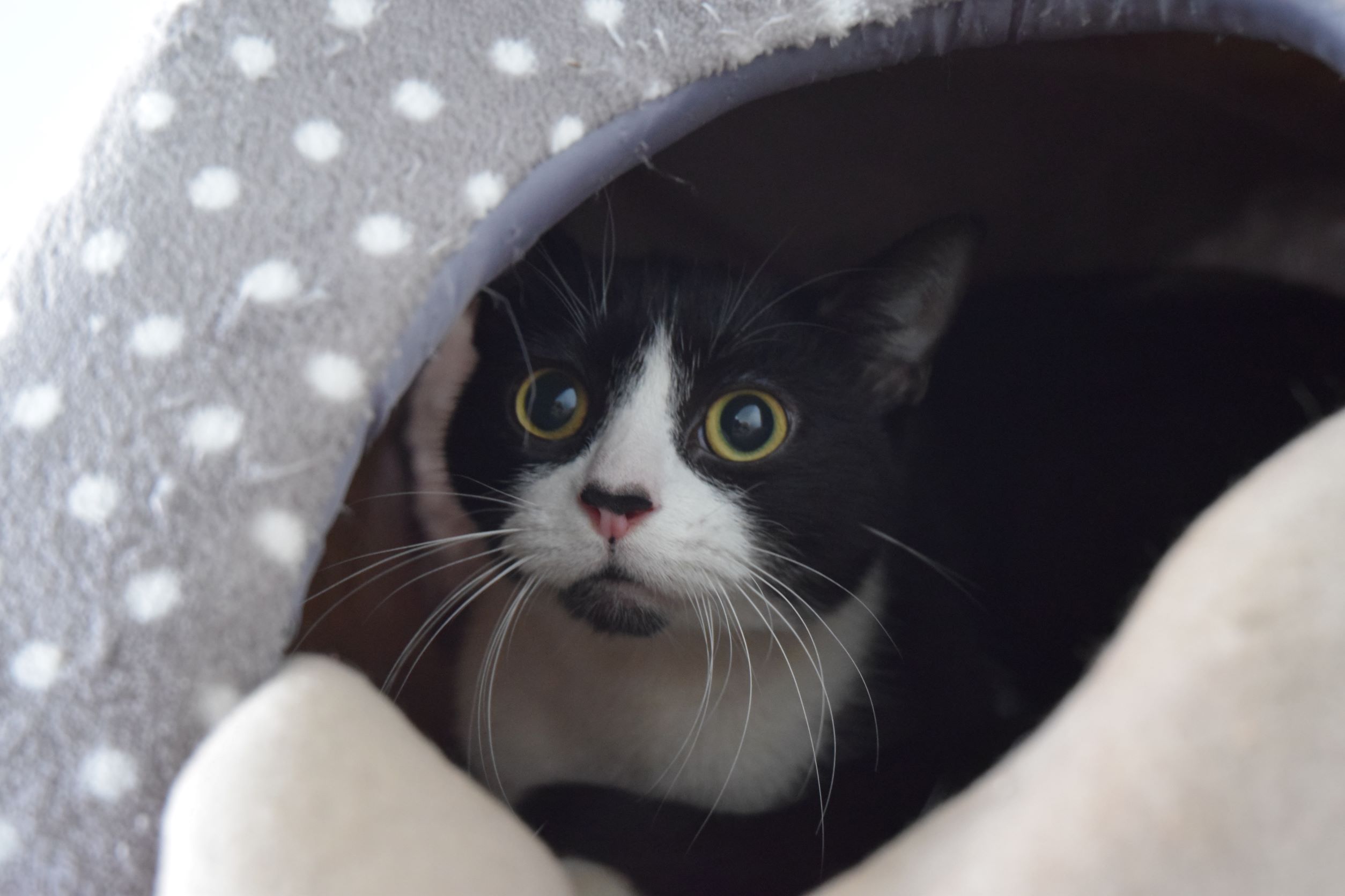 RSPCA Worcester Cats Animal Welfare Animal Cruelty Animal Charity