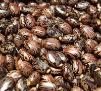 OIL SEEDS