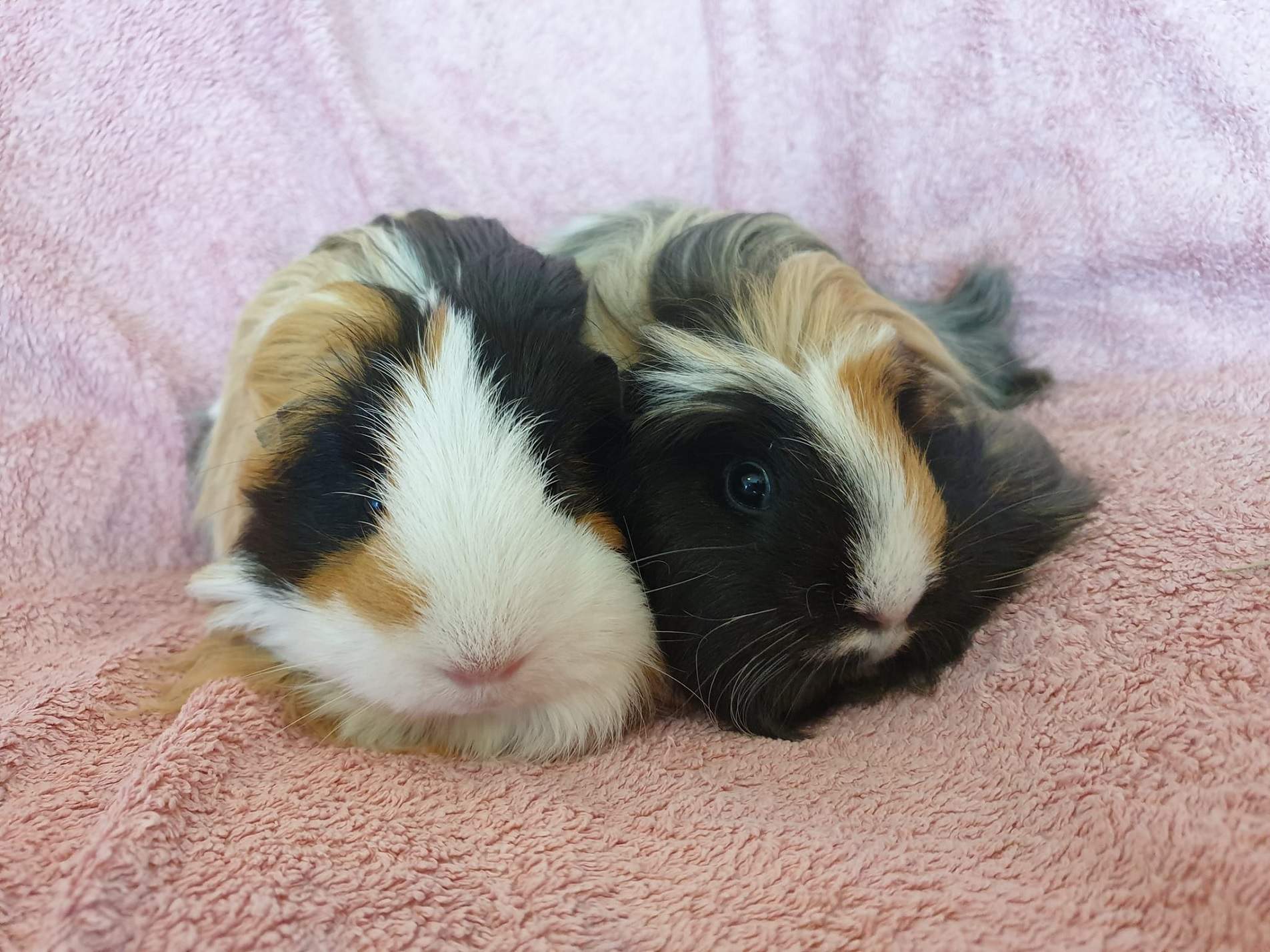 Cinnamon & Spice (being Fostered)