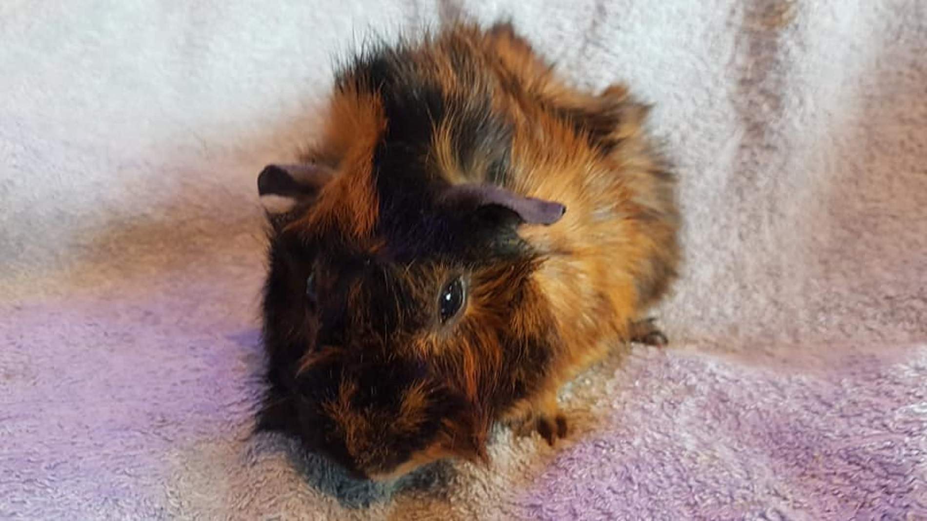 STEGGY (was PIGLET) July 2018 to May 8th 2023