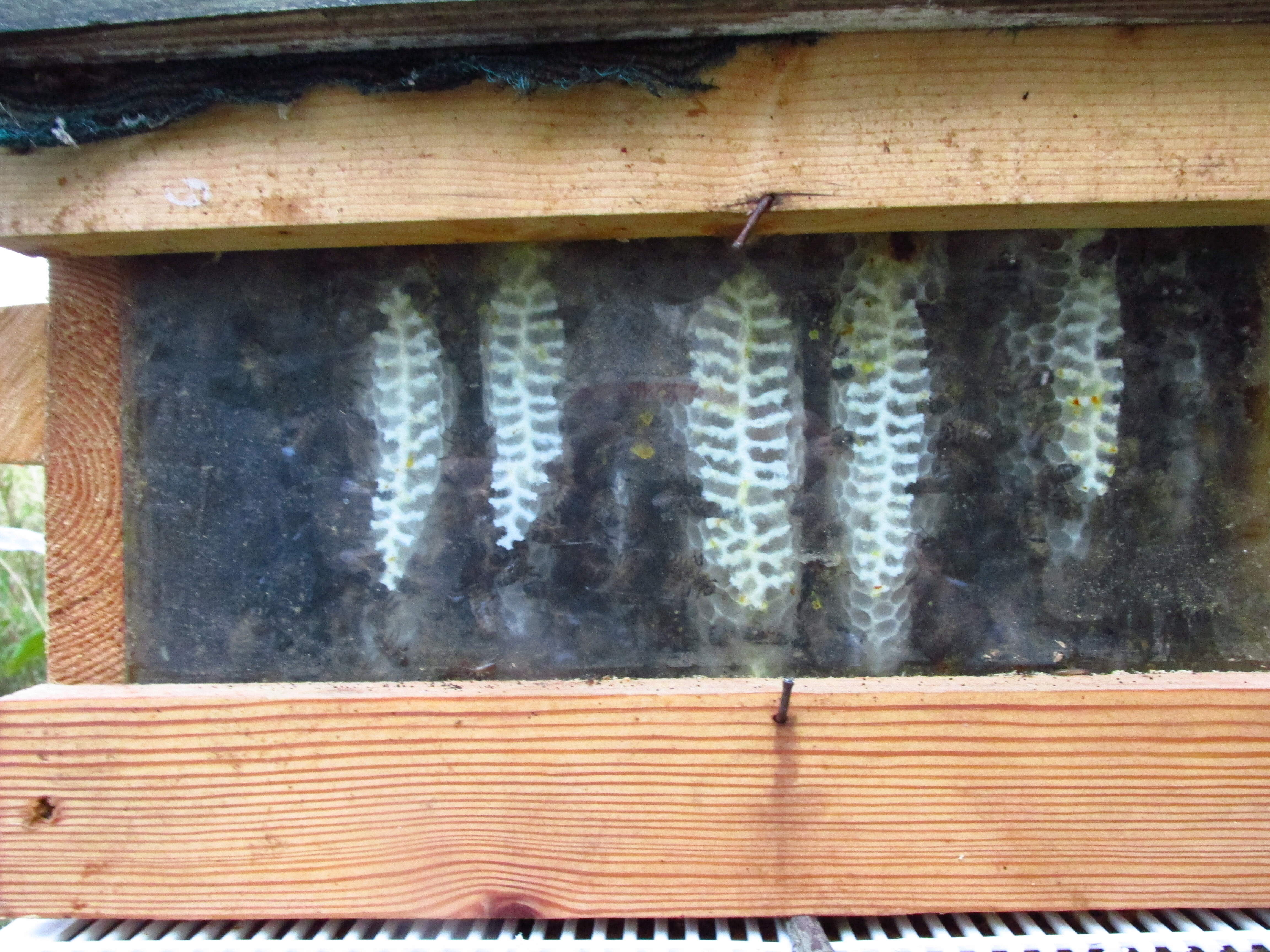 Bees will draw their own combs which is certainly better than untraceable wax foundations