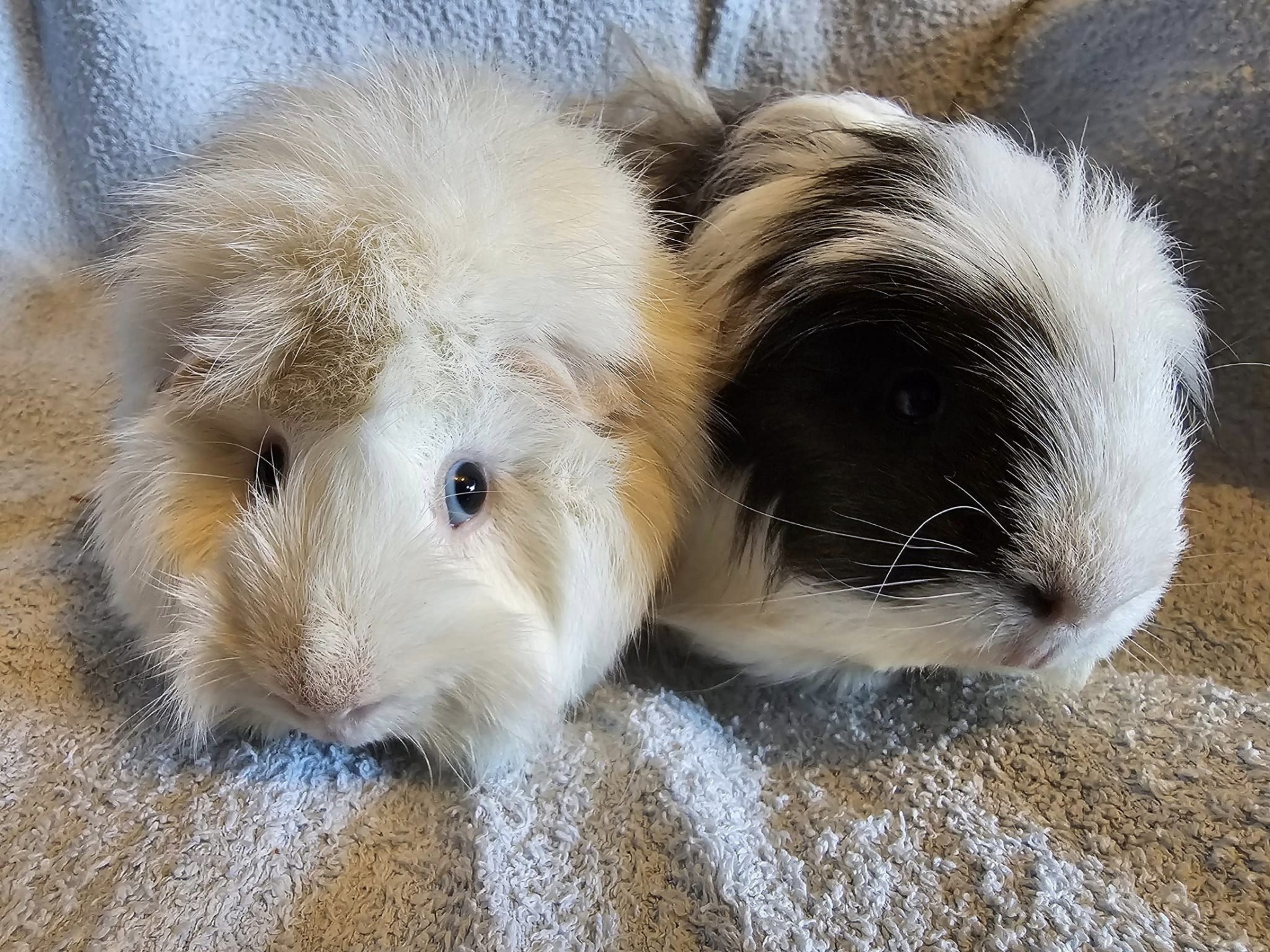 FLUFFY & PEANUT September 21st 2024