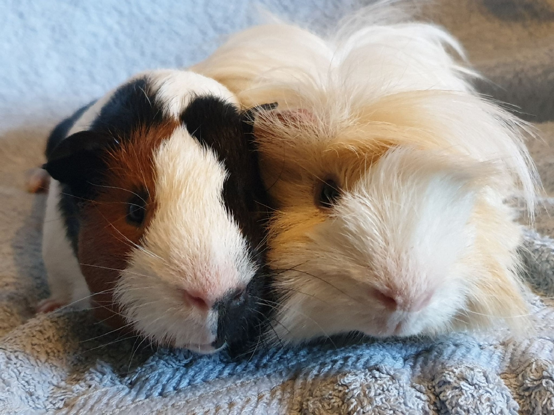CHARLIE (was COCO) & BORIS (THEO) April 3rd 2021