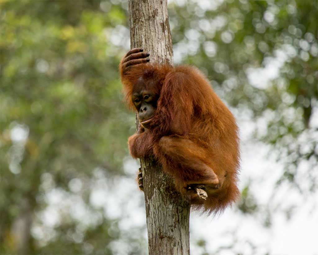 Press release: Borneo's orangutan is now critically endangered