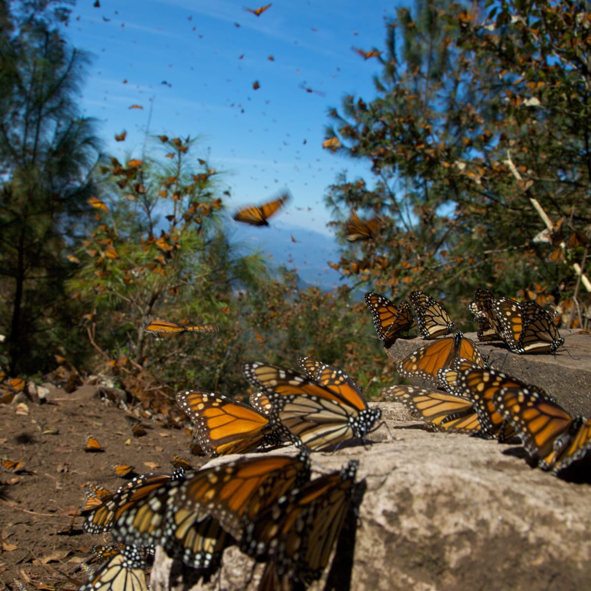 mariposa monarca casa aura morelia michoacan airbnbjpg