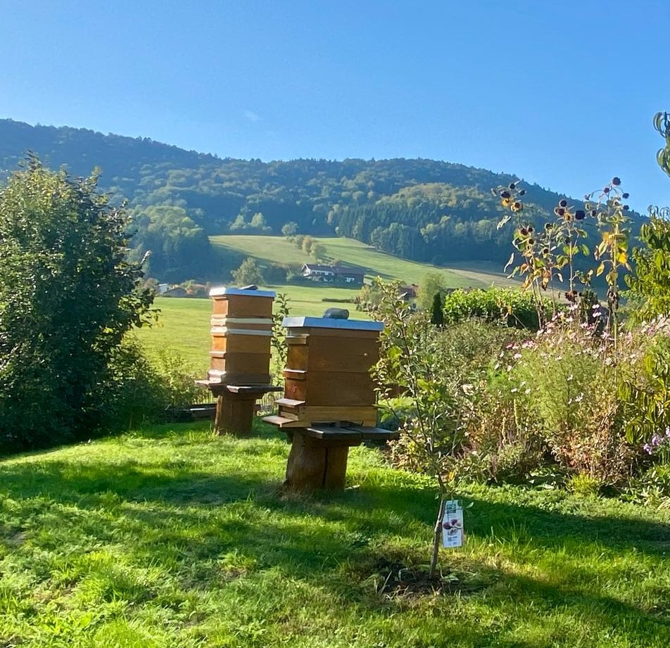 Wildbienen im Bayerischen Wald – Natur rund um unsere Imkerei