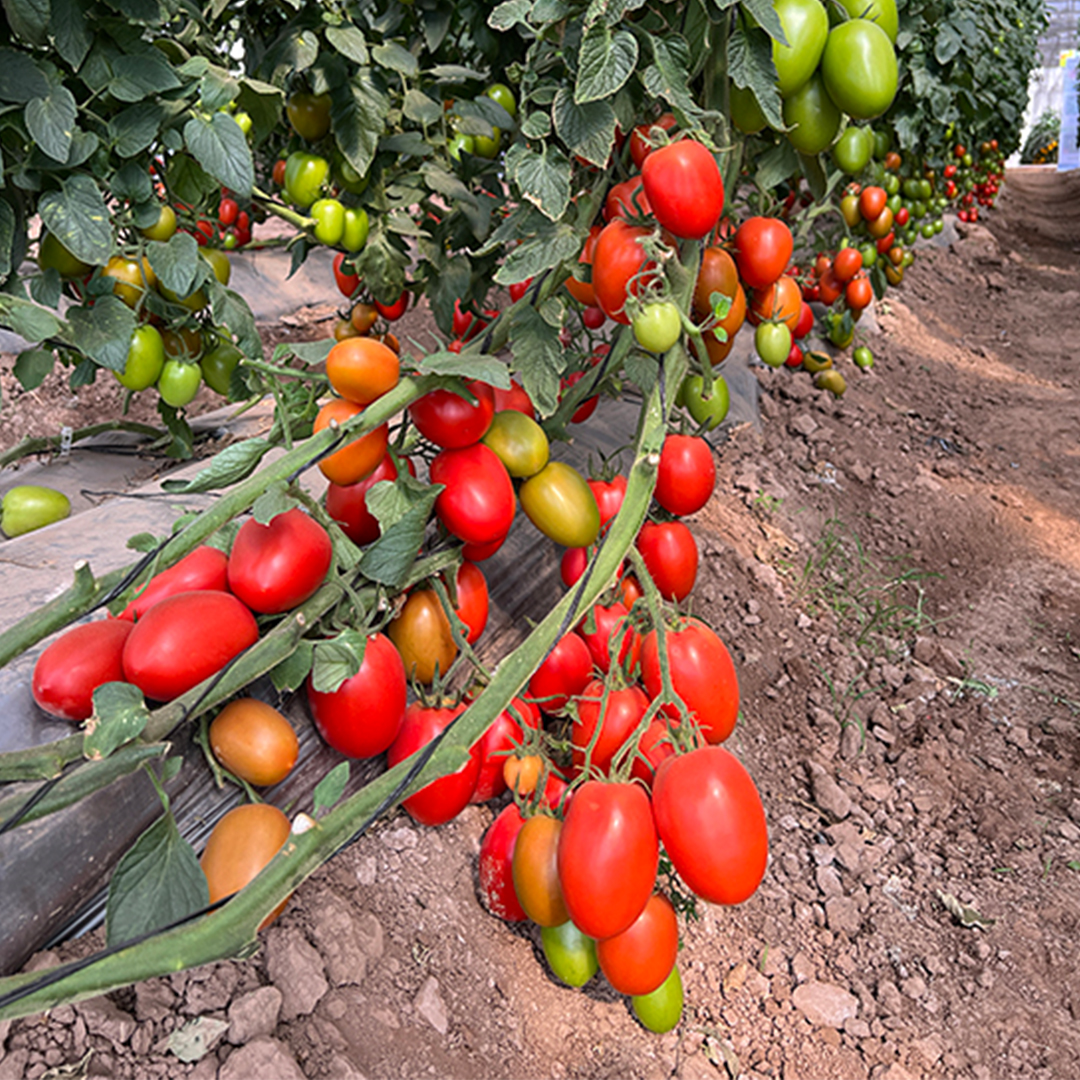 Beneficios del silicio en Tomate