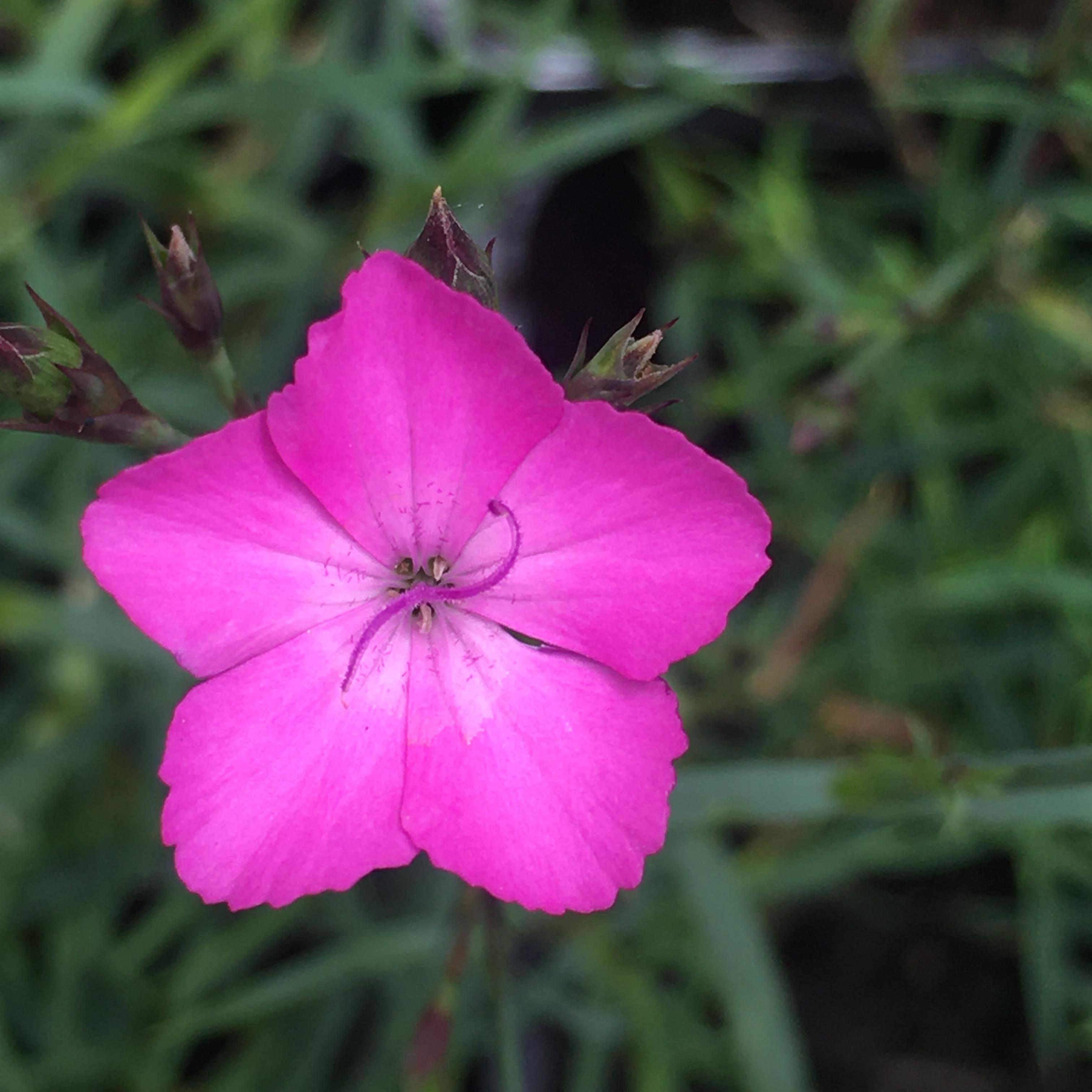 Dianthus Species Seed Pack