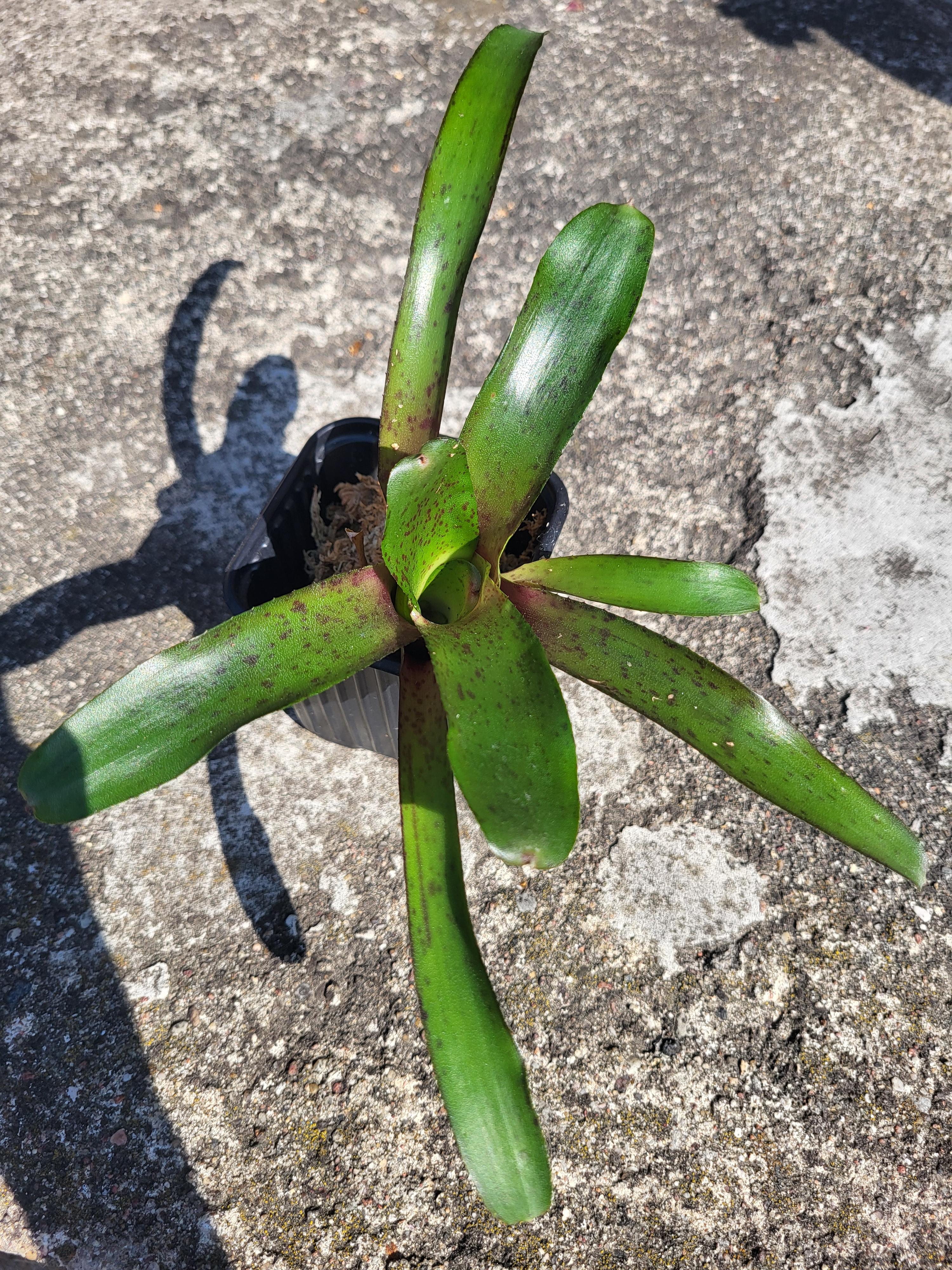 Neoregelia Amazon spotted