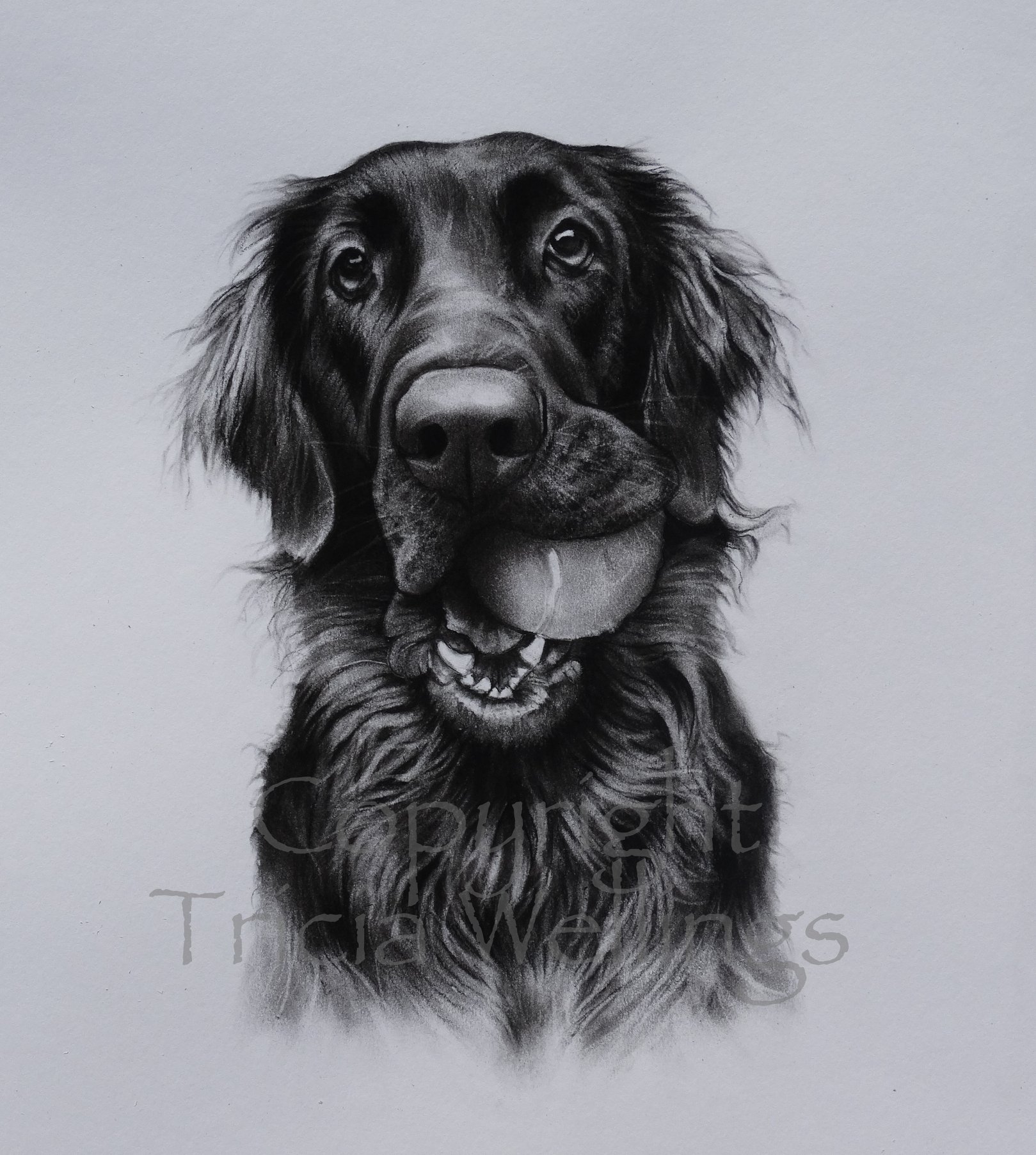 Dog Portraits in Charcoal by Tricia Wellings