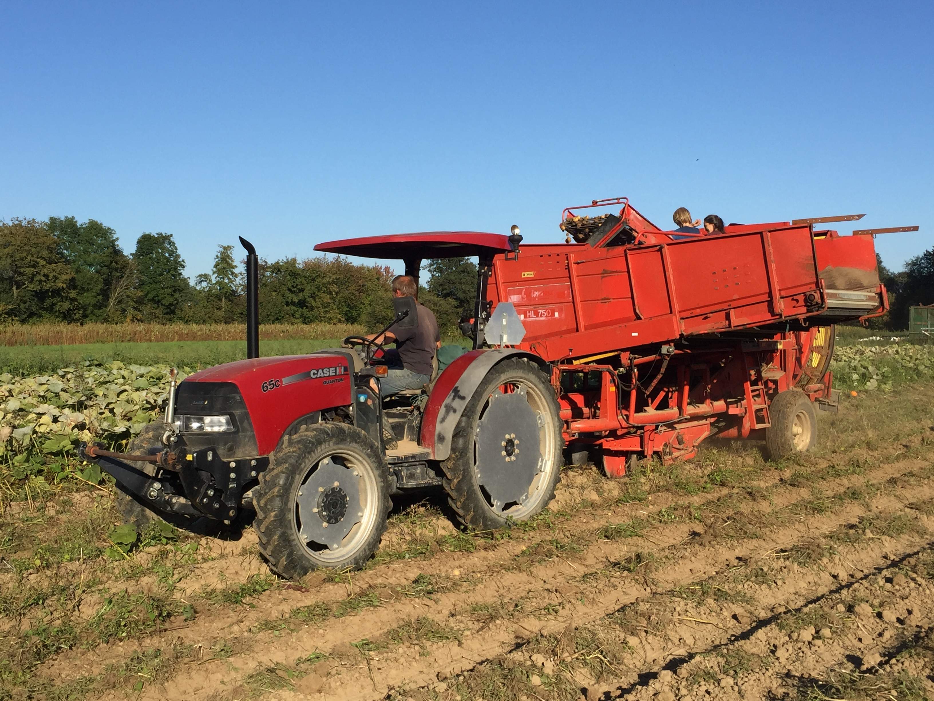 Our potatoes are harvested!