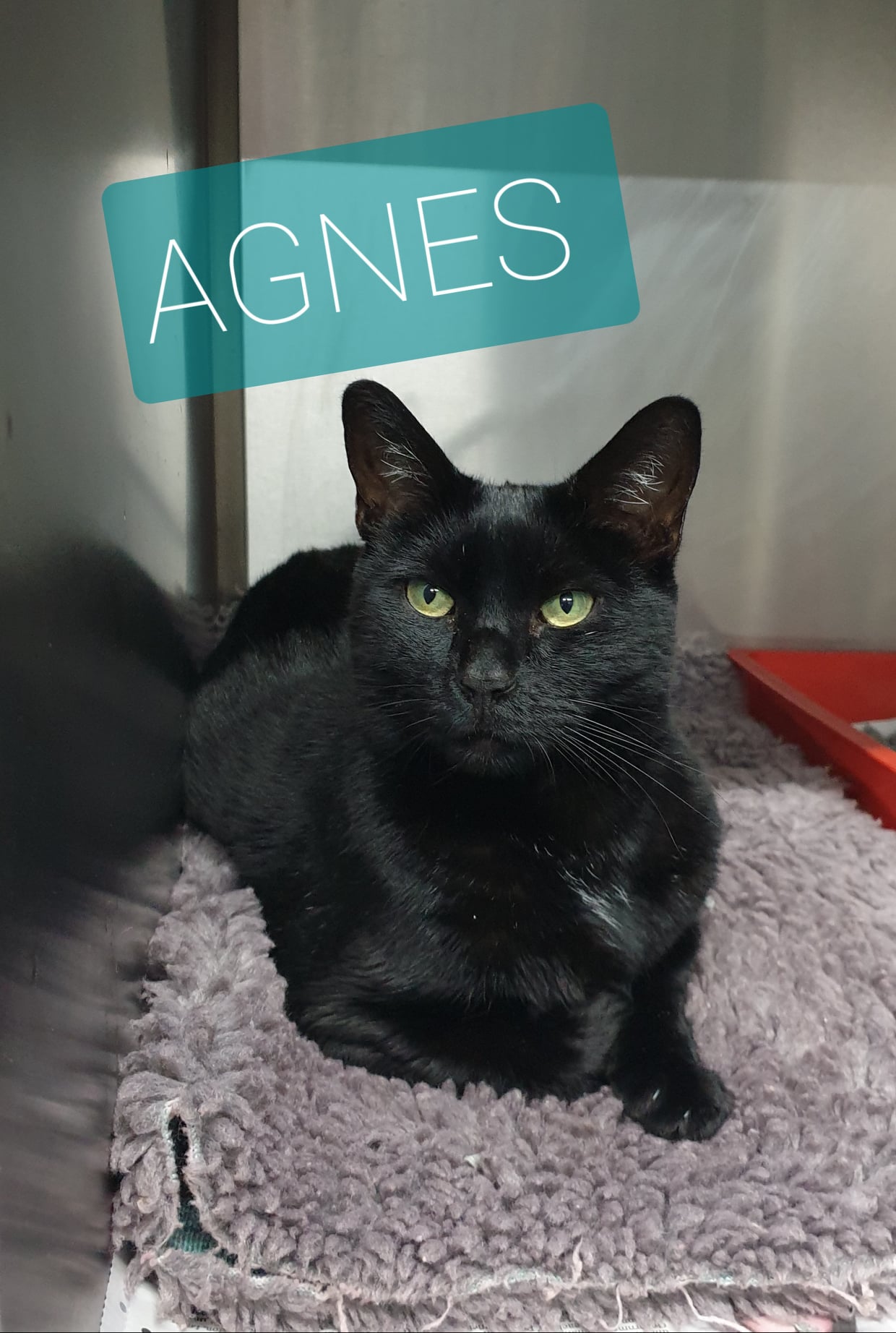 RSPCA Worcester Cats Animal Welfare Animal Cruelty Animal Charity