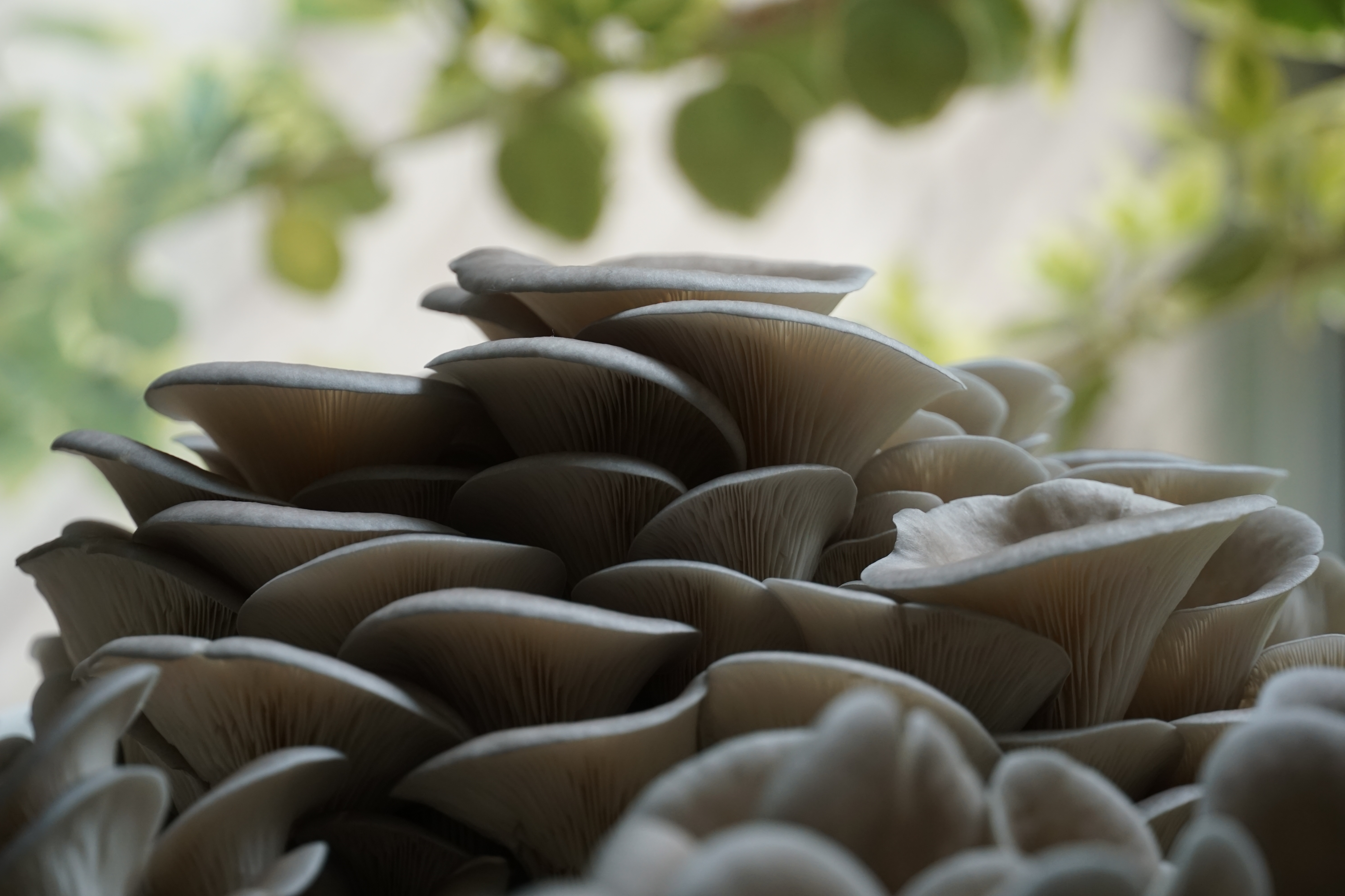 Mushroom Magic: Our Journey to a Bountiful Harvest