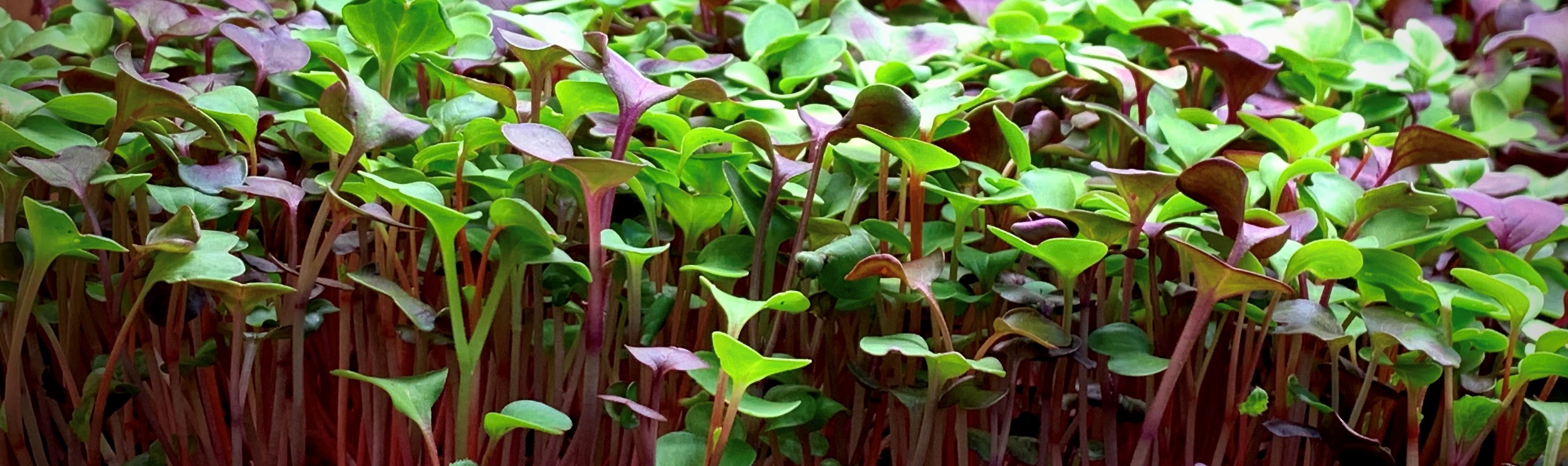 confetti mix microgreens