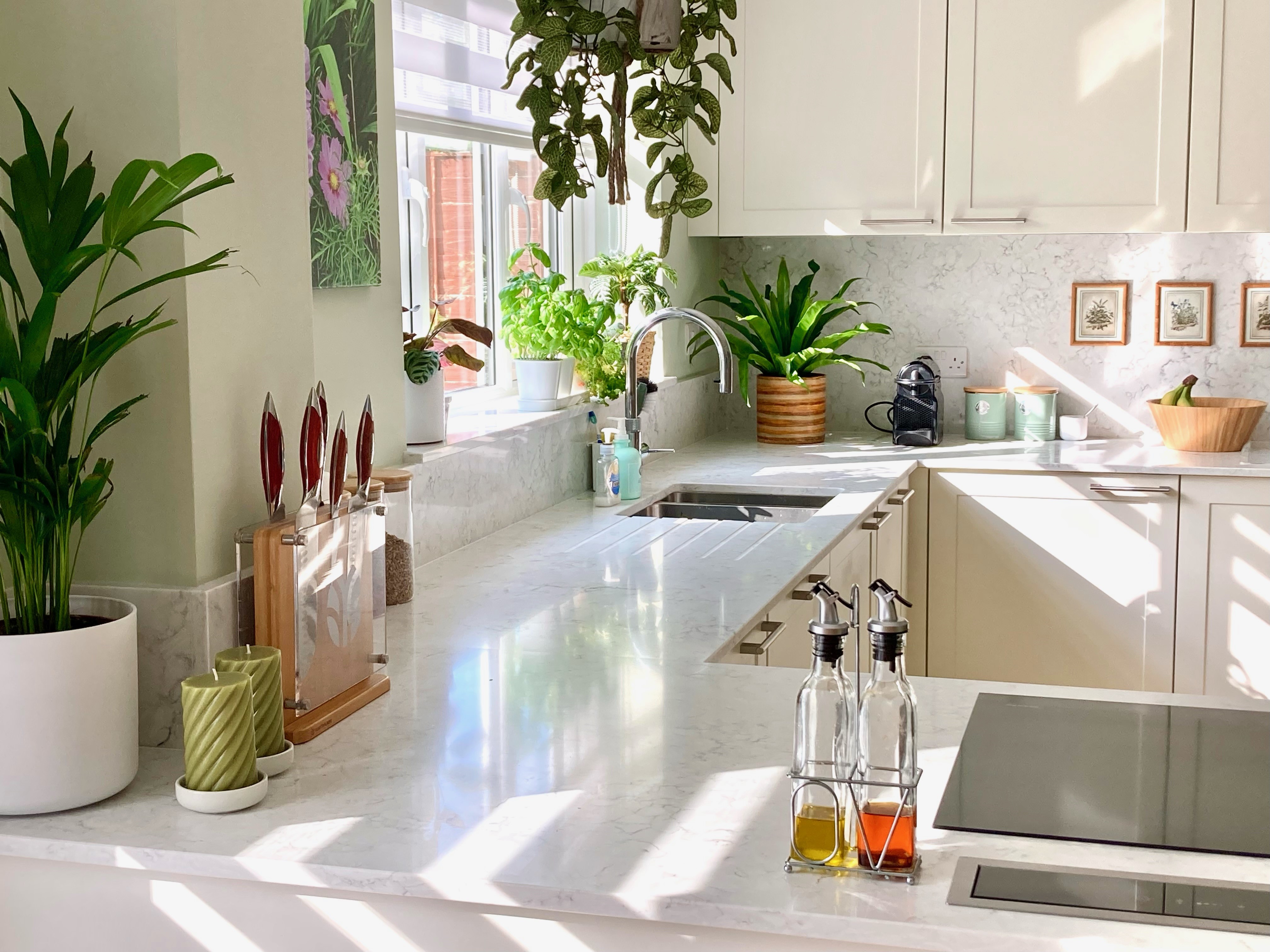 What Are the Best Houseplants for Your Kitchen?