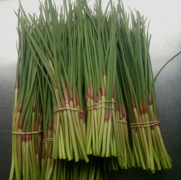 Fresh Garlic Scapes ! available now !