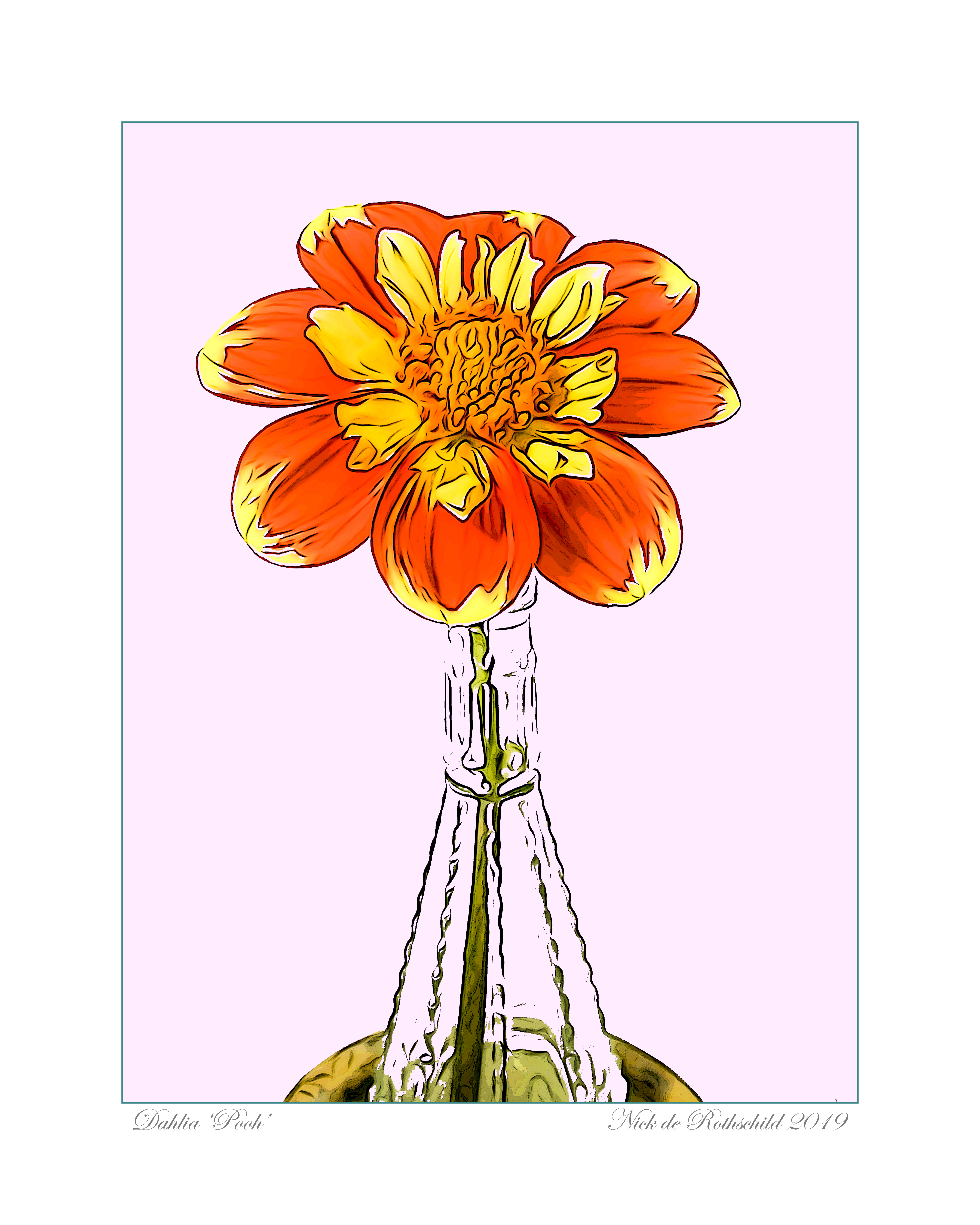 Dahlia 'Pooh'