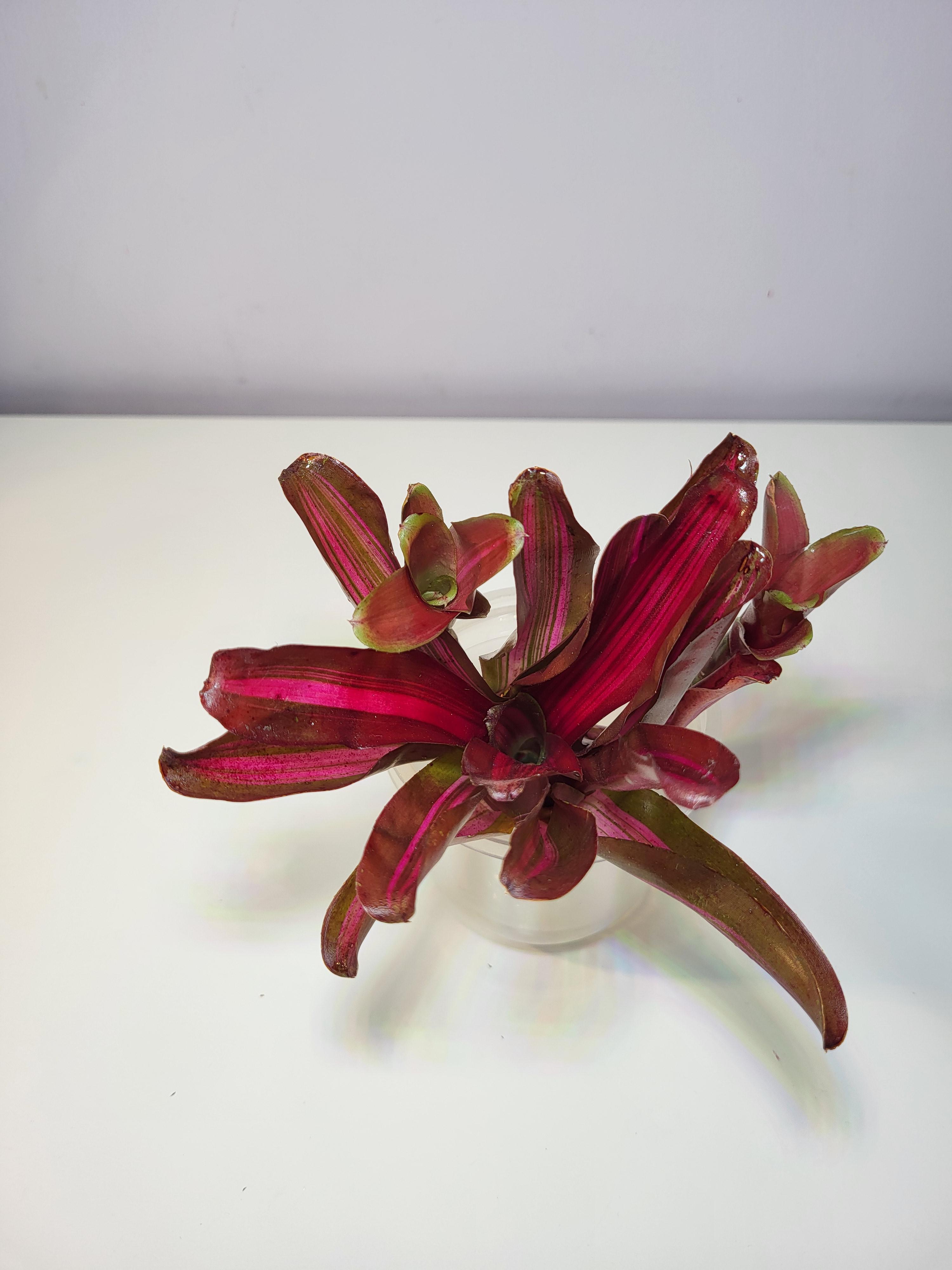 Neoregelia Iris