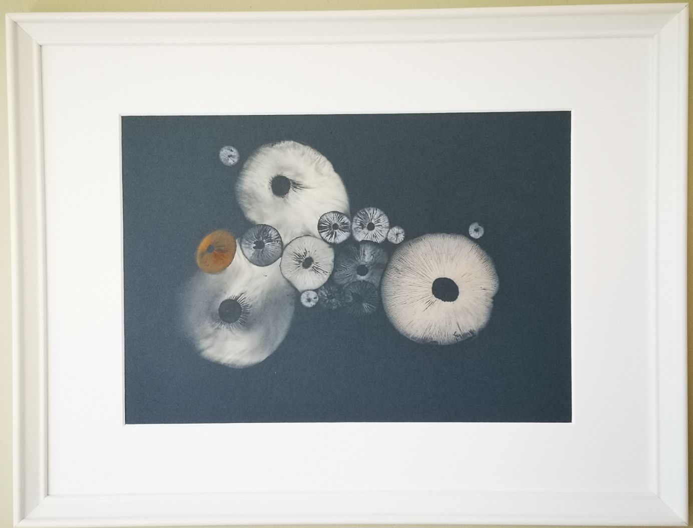 White mushroom art sporeprint on dark blue background in standard white frame