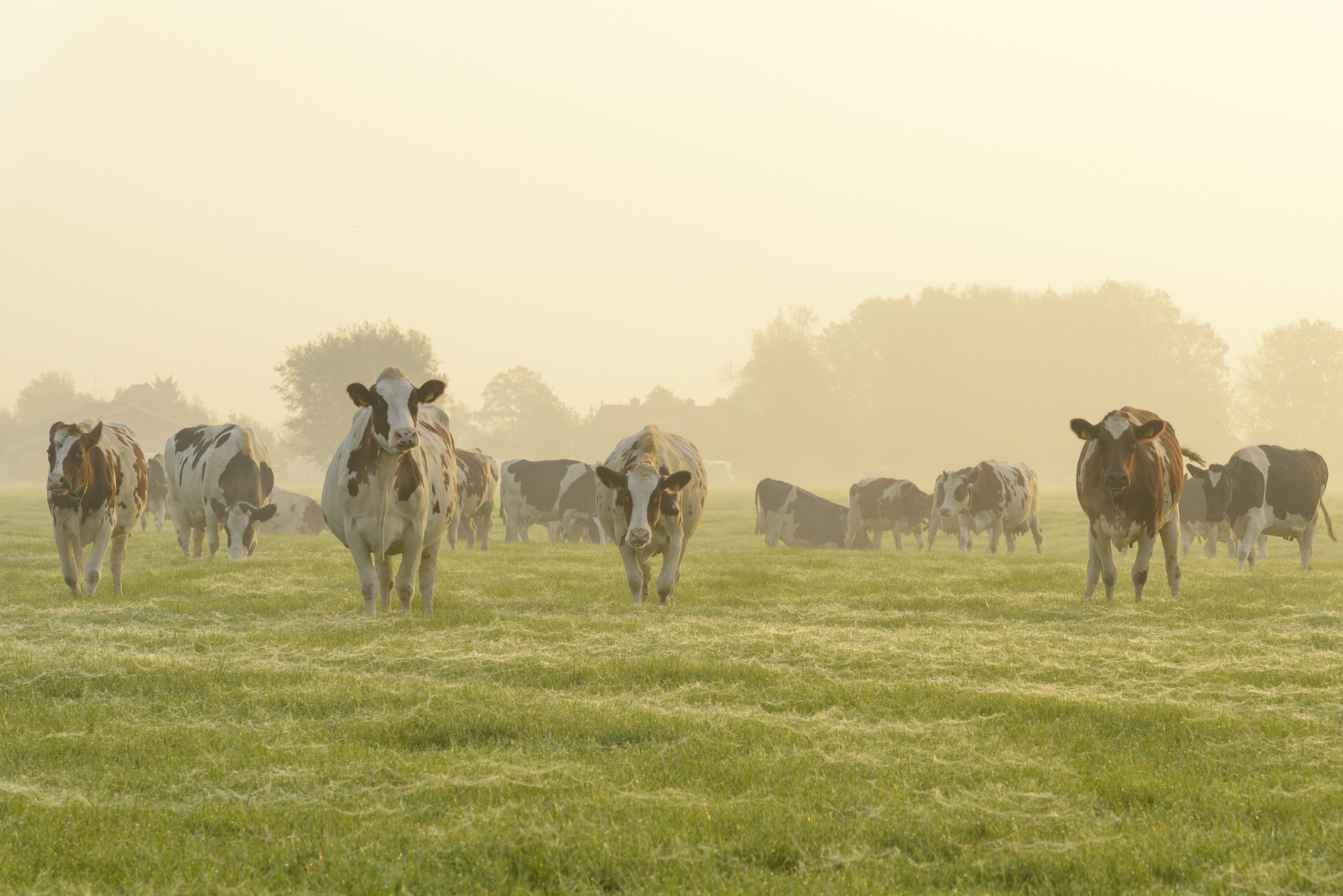 koeien-in-een-weide-tijdens-een-mistige-sunrisejpg