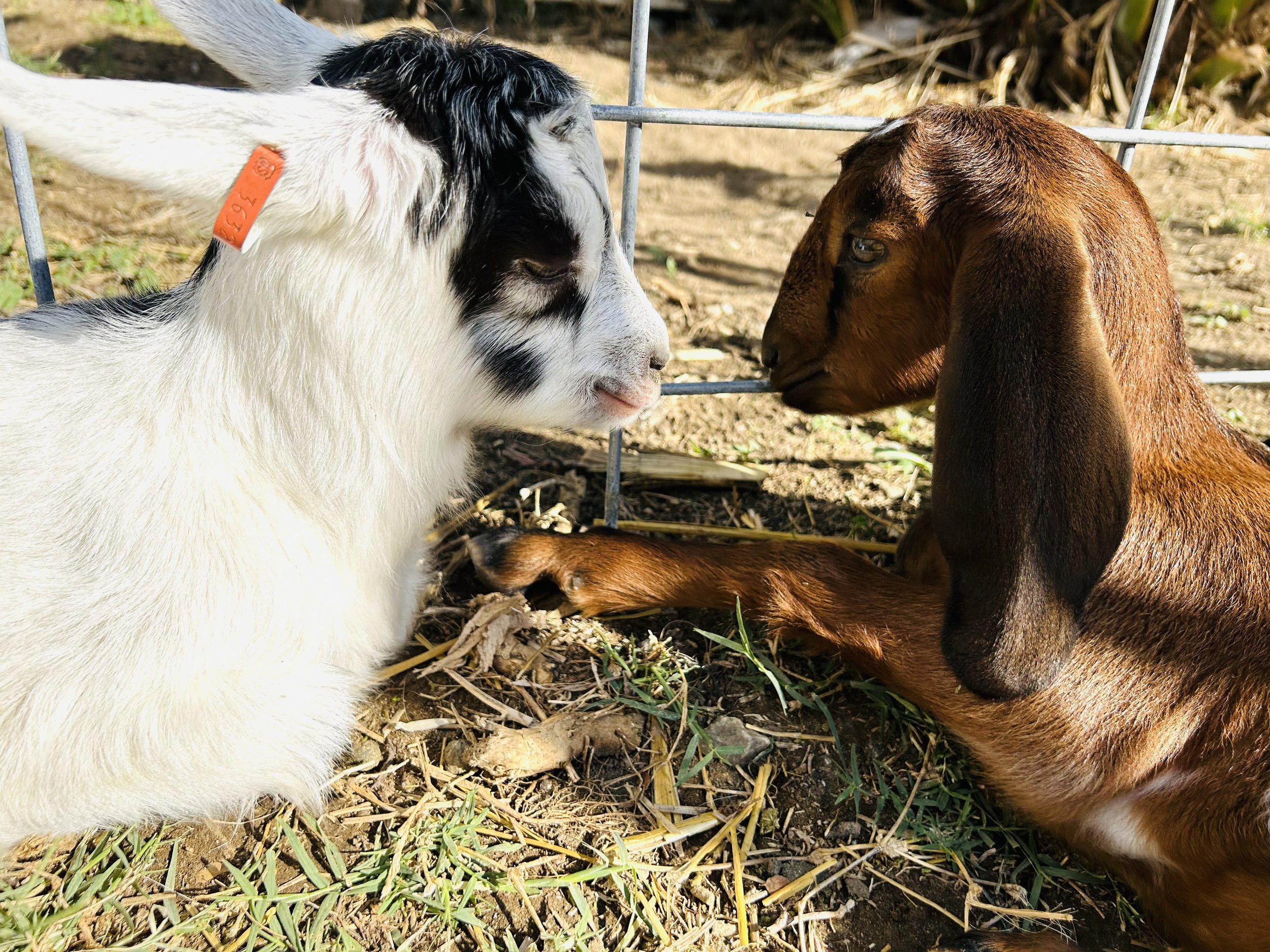 Drake Family Farms