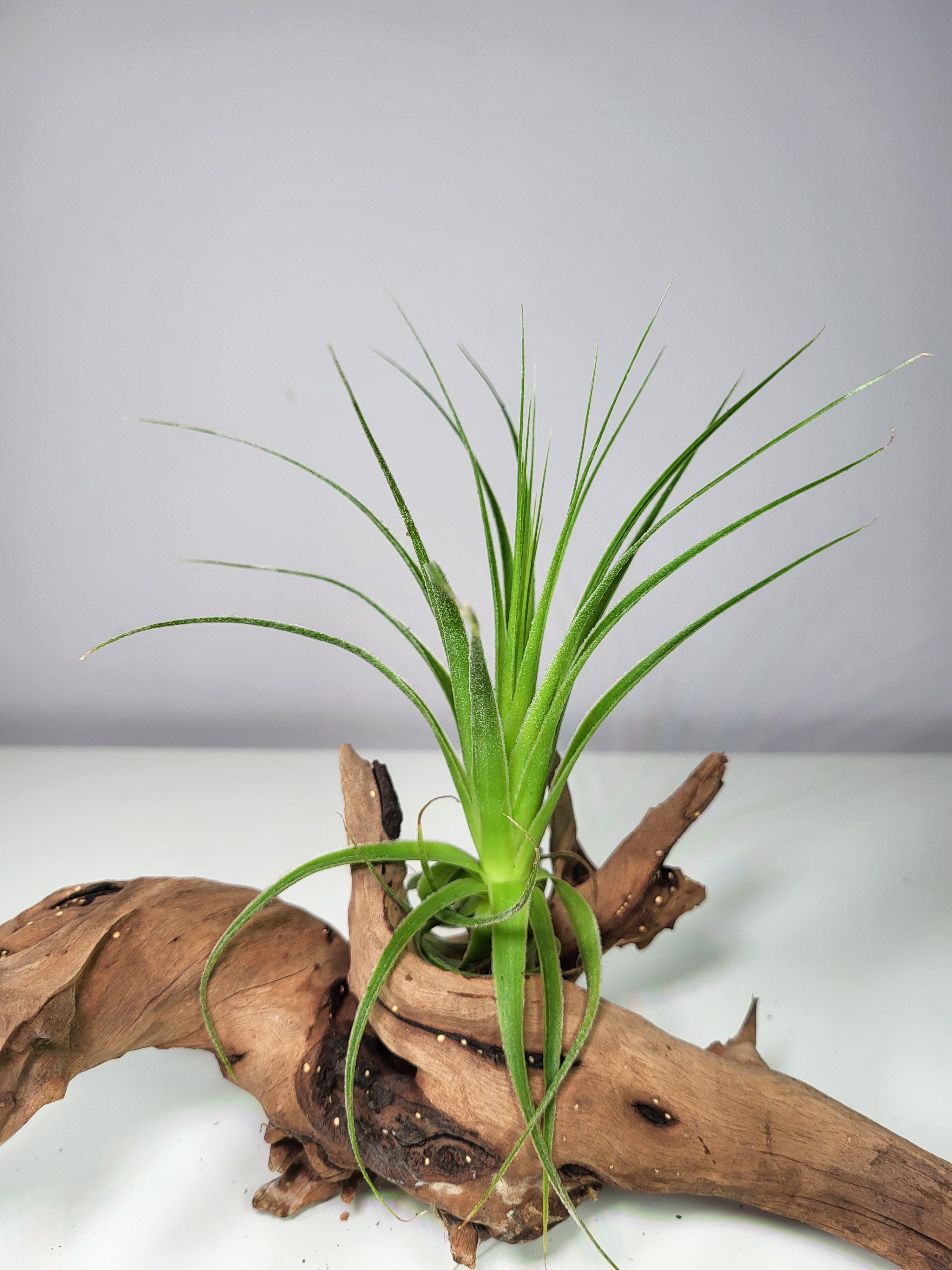 Tillandisia gardnerii