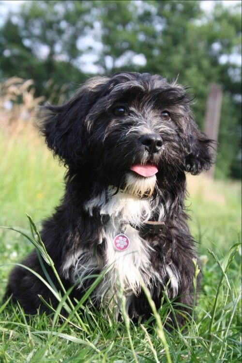 ShihTzu x Teckel www.anitaoranje.nl
