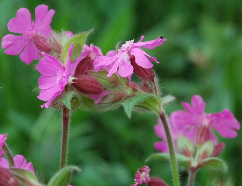 Silene dioica - dagkoekoeksbloem NIEUW