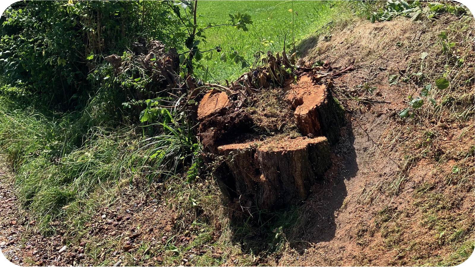 Geschützter Baum gefällt!