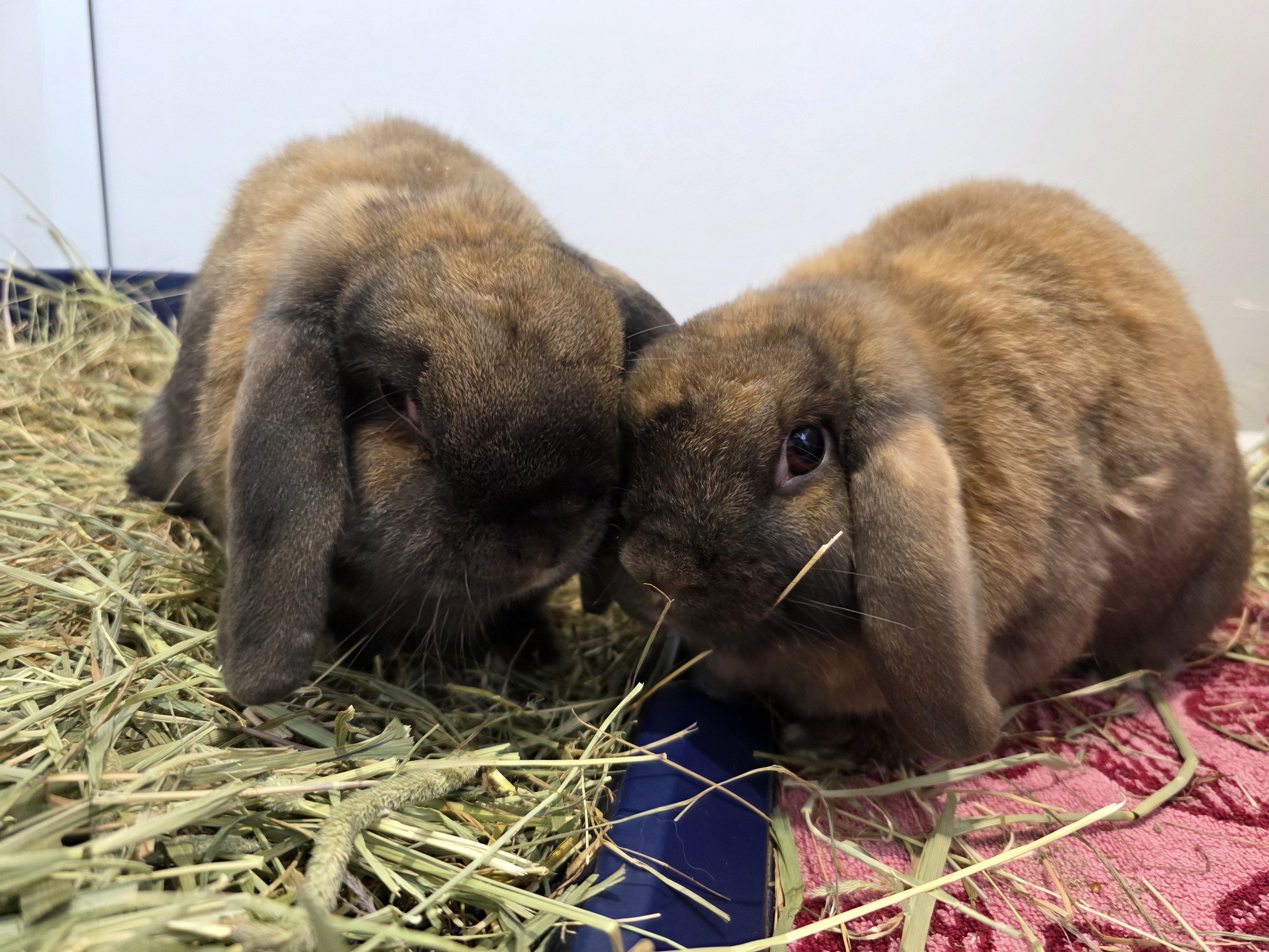 Bricohe Bun & Bao Bun — photo 2