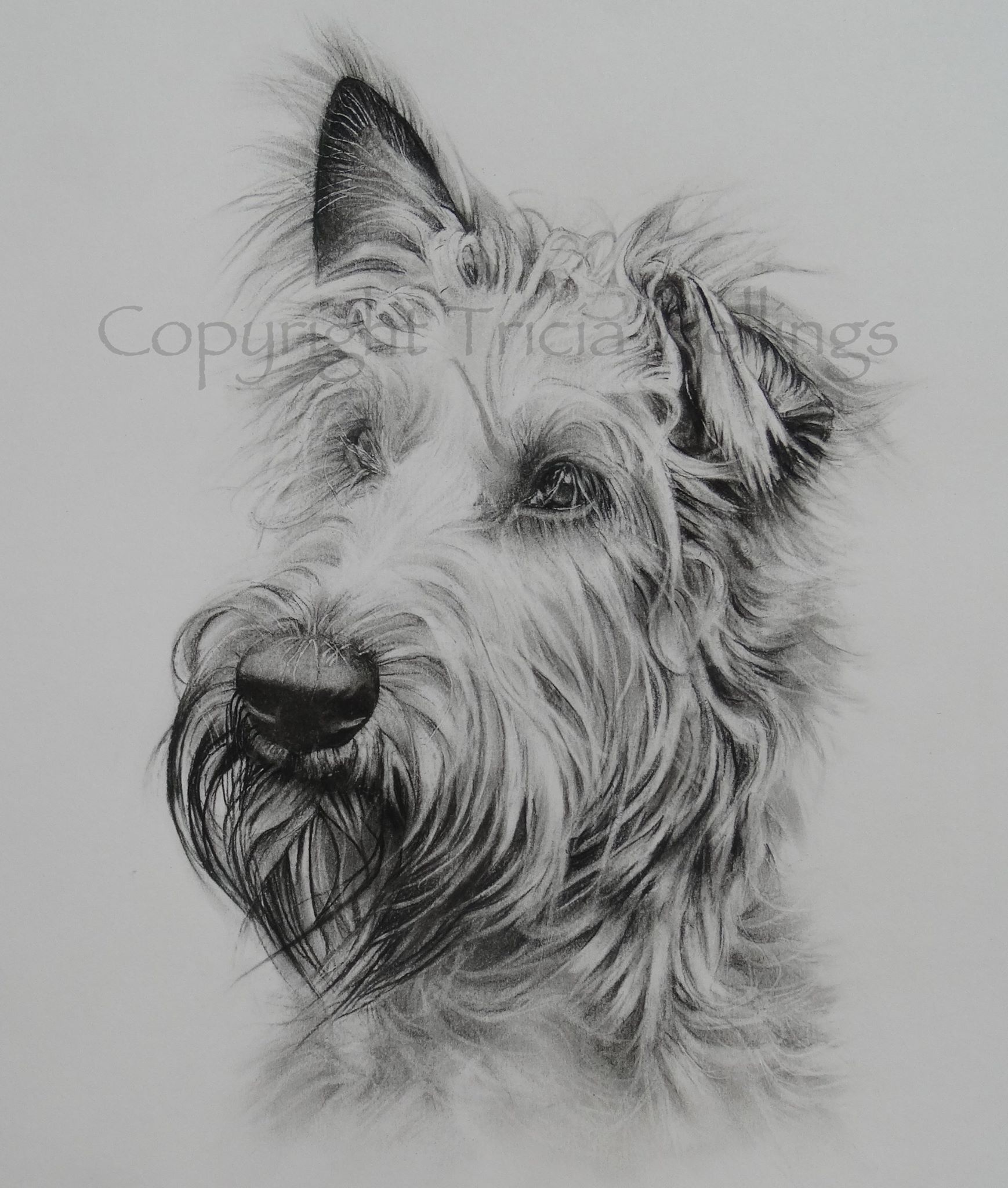 Dog Portraits in Charcoal by Tricia Wellings