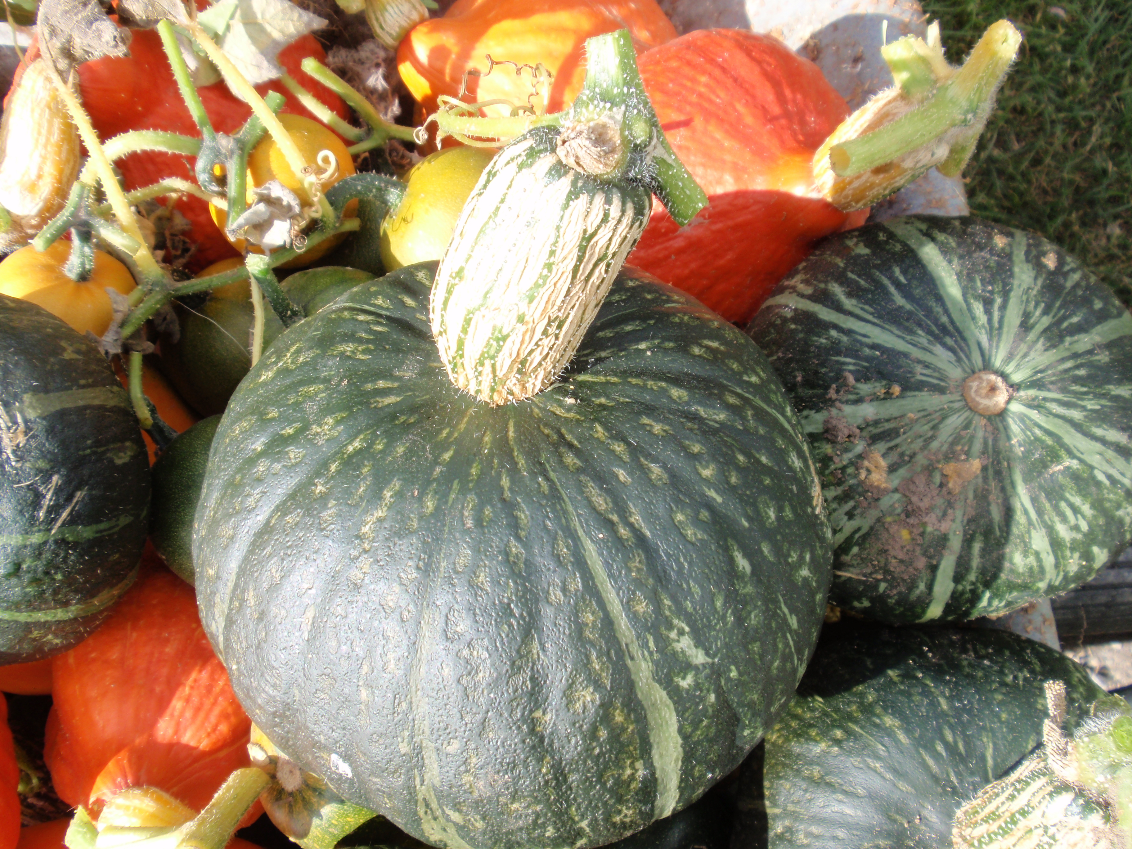 Pumpkins harvesting for Halloween and the family.